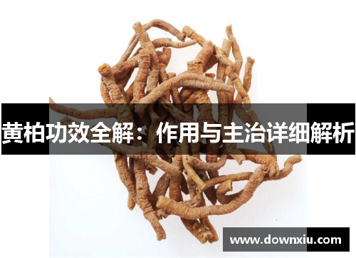 黄柏功效全解：作用与主治详细解析